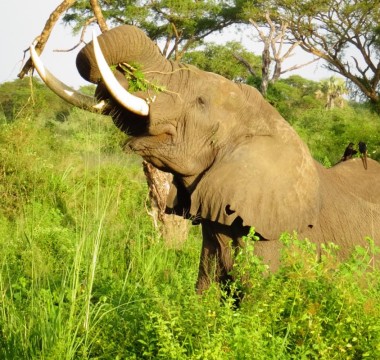 11-Day Uganda Culture and Wildlife Experience