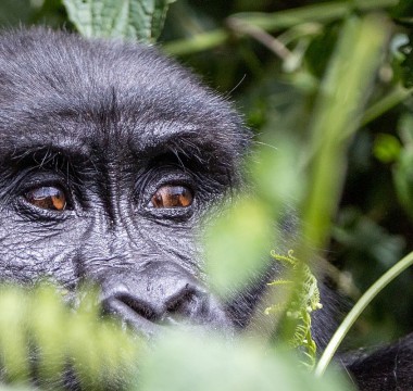 Bwindi Impenetrable National Park
