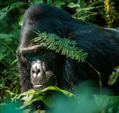 3 Day Flying Tour to See the Gorillas