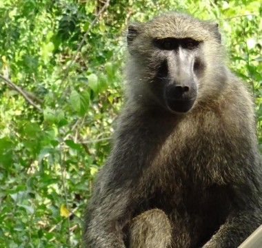 5 Days Apes and Savana Wildlife Experience