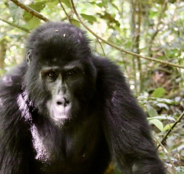 7 Days Gorilla and Wildlife experience