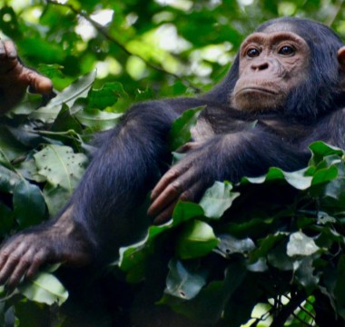 Kibale National Park