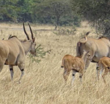 8 days Apes and Savana Wildlife Experience