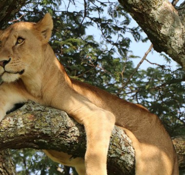 Queen Elizabeth National Park