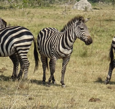 Lake Mburo National Park